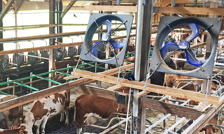 Two blue axial fans FFowlet ECblue in a cow barn