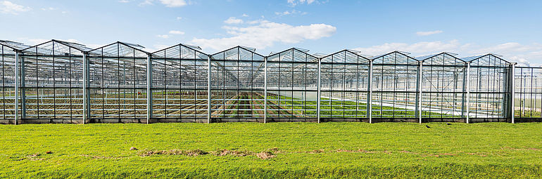 Big greenhouse for vegetable production