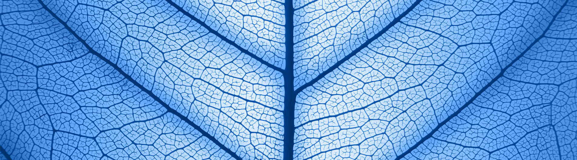 blaues Blatt Nahaufnahme