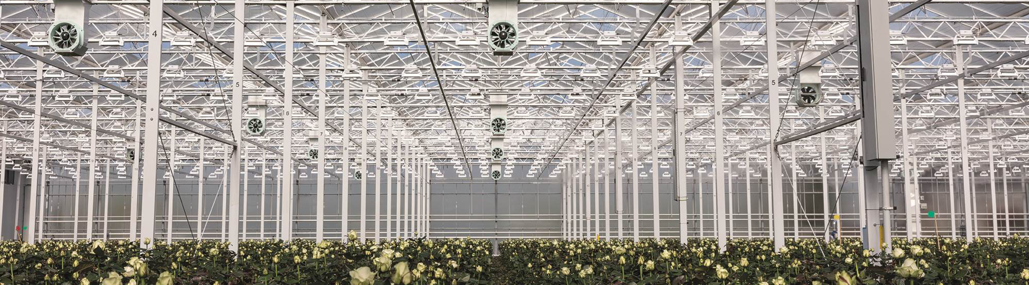 Gewächshausbelüftung Ventilatoren an der Decke eines Blumengewächshauses