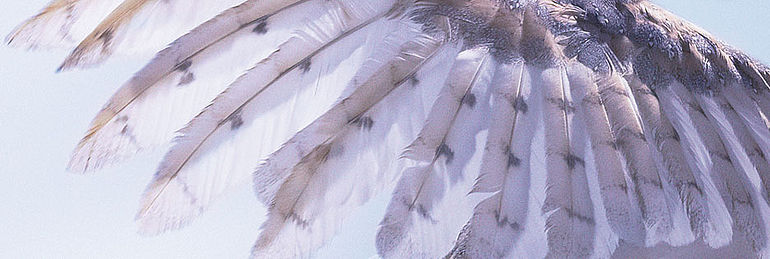 owl wing close up owl wing barn owl