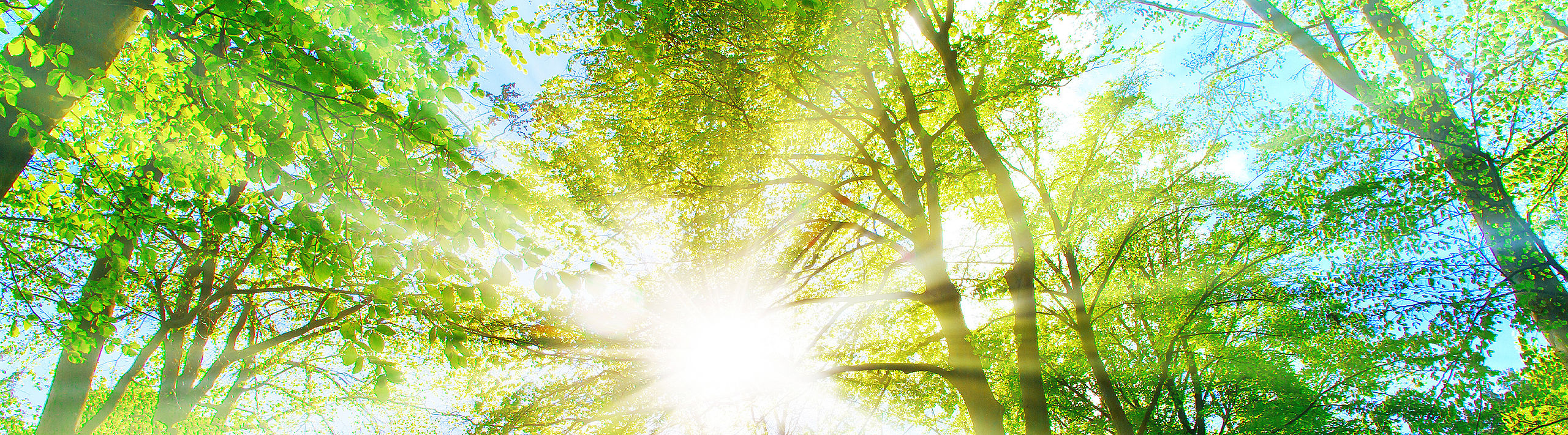Umwelt- und Energierichtlinie Grüne Bäume in gleißendem Sonnenlicht