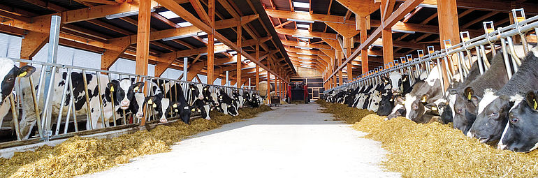 Many cows in a barn eating