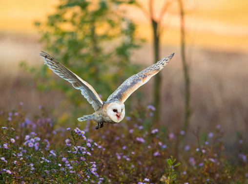 Owle-nature-Owlet-Ziehl-Abegg