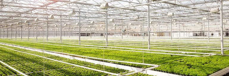 1-Obst-Gemüse-Blumen Innenansicht Gewächshaus zur Gemüseproduktion