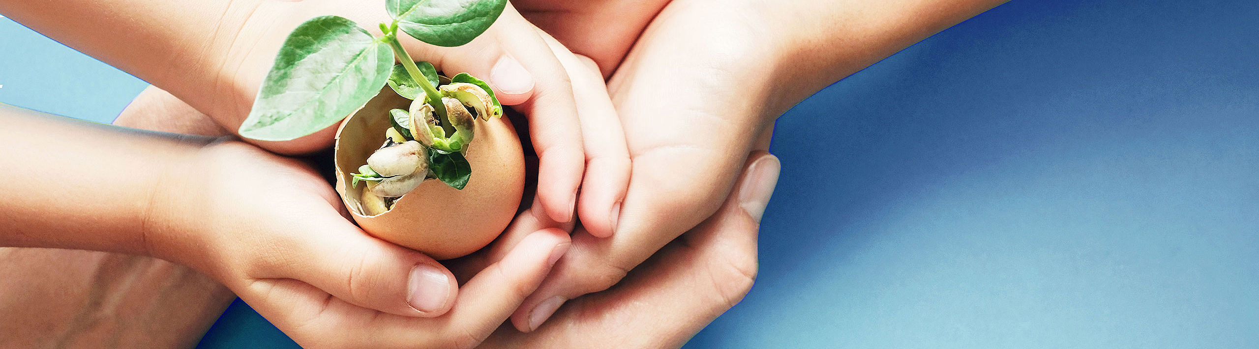 hands holding an egg with a plant growing out of it