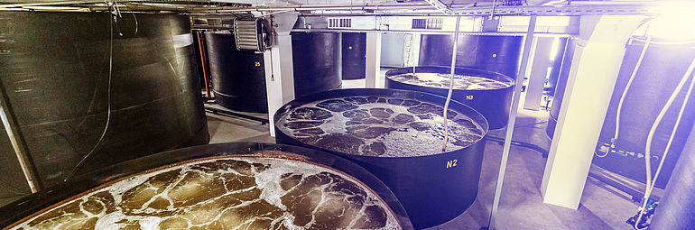 three basins side by side for fish farming
