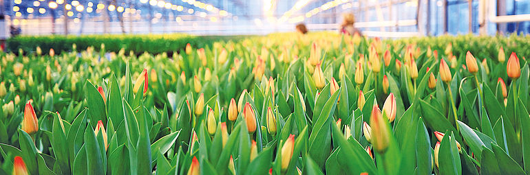Many tulips flowers in a greenhouse